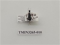 藏品(綠長頸虎甲蟲)的圖片